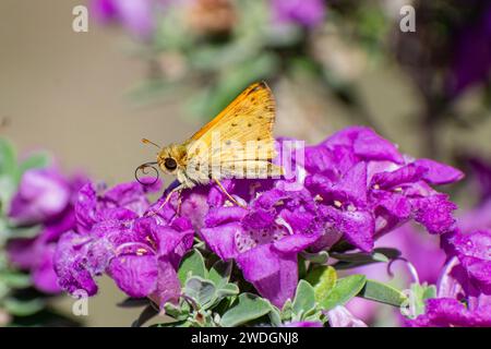 Un ardente skipper (Hylephila phyleus) farfalla su un cespuglio barometrico (Leucophyllum frutescens). Foto Stock