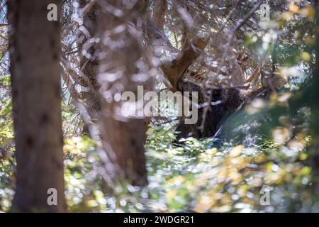 Primo piano di un grande alce di toro che giace nella foresta, Montana. Foto Stock