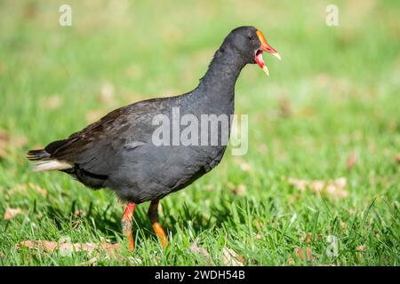 Dusky moorhen (Gallinula tenebrosa) Foto Stock