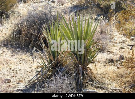 Yucca Plant, Mohave County, Arizona Desert landscape, Desert Plant Foto Stock