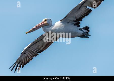 Pelican australiano (Pelecanus conspicillatus) in volo Foto Stock