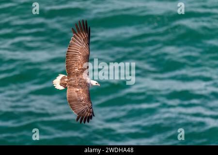 Aquila di mare con il becco bianco (Icthyophaga leucogaster), vola Foto Stock