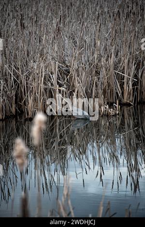 Rustic Roots Stock Photography Foto Stock