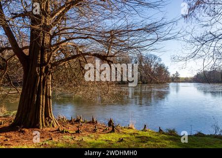 Alberi intorno a un lago parzialmente ghiacciato in una soleggiata giornata invernale Foto Stock