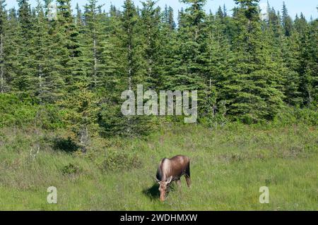 Alce (Alces alces) che si nutrono nel suo habitat naturale. Nord America Foto Stock