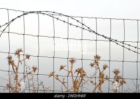 Spine, recinzione e filo spinato Foto Stock