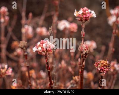 Fiori di Daphne bholua 'Jacqueline Postill' in un giardino in primavera Foto Stock