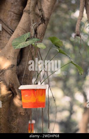 Money Plant: hardy, bellezza per interni a bassa manutenzione. Prospera in condizioni di scarsa illuminazione e purifica l'aria. Perfetto sia per gli appassionati di piante che per i principianti. Foto Stock