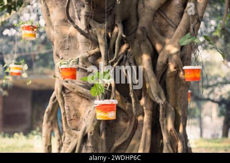 Money Plant: hardy, bellezza per interni a bassa manutenzione. Prospera in condizioni di scarsa illuminazione e purifica l'aria. Perfetto sia per gli appassionati di piante che per i principianti. Foto Stock