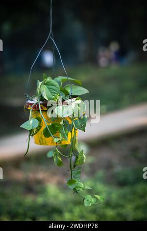 Money Plant: hardy, bellezza per interni a bassa manutenzione. Prospera in condizioni di scarsa illuminazione e purifica l'aria. Perfetto sia per gli appassionati di piante che per i principianti. Foto Stock