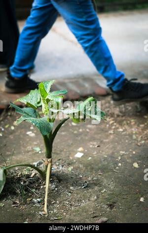 Money Plant: hardy, bellezza per interni a bassa manutenzione. Prospera in condizioni di scarsa illuminazione e purifica l'aria. Perfetto sia per gli appassionati di piante che per i principianti. Foto Stock