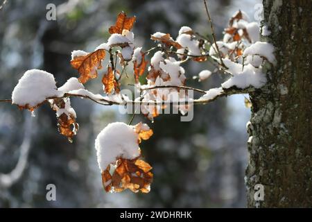 I cristalli di neve sui ghiacci sono la prova di gelo a lungo termine Foto Stock