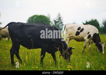 Le mucche di pedigrea pascolano sulla lussureggiante erba verde nel prato, vagando liberamente per il campo della fattoria. Foto Stock