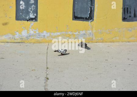 Uno stormo di piccioni della città con un piccolo passero afferra pezzi di pane sparsi, briciole di pane su un pavimento di cemento. Foto Stock