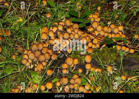 Grappolo di funghi che crescono su legno morto nella foresta, Coprinellus micaceus Foto Stock