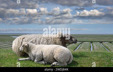 Paesaggio idilliaco con pecore e agnello sulla diga nel Mare del Nord nella Frisia settentrionale, vicino al faro di Westerhever, alla penisola di Eiderstedt, alla Germania Foto Stock