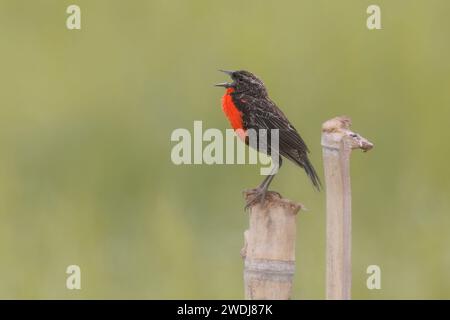 Red-Breasted Meadowlark, Arrozales de Jamundi, Colombia, novembre 2023 Foto Stock
