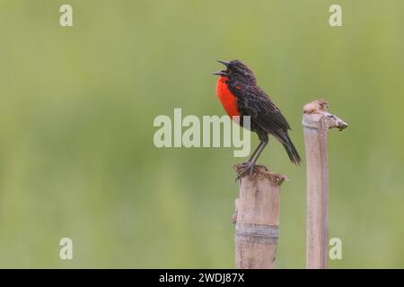 Red-Breasted Meadowlark, Arrozales de Jamundi, Colombia, novembre 2023 Foto Stock