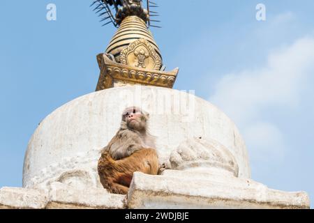 Kathmandu, Nepal- aprile 20,2022 : scimmie macachi Rhesus sugli antichi stupa del tempio di Swayambhunath sopra Kathmandu Foto Stock