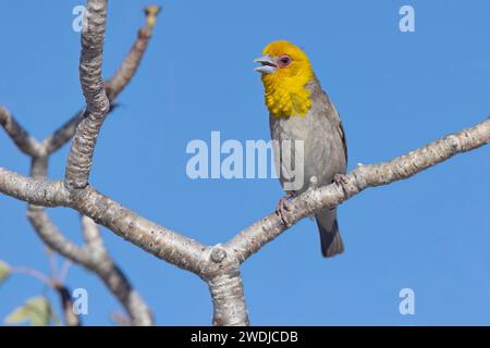 Sakalava Weaver, Anakao, Madagascar, novembre 2023 Foto Stock