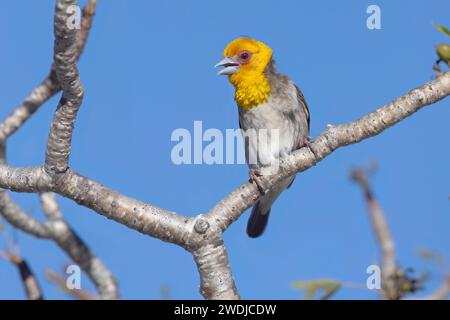 Sakalava Weaver, Anakao, Madagascar, novembre 2023 Foto Stock