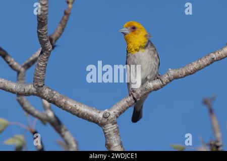 Sakalava Weaver, Anakao, Madagascar, novembre 2023 Foto Stock