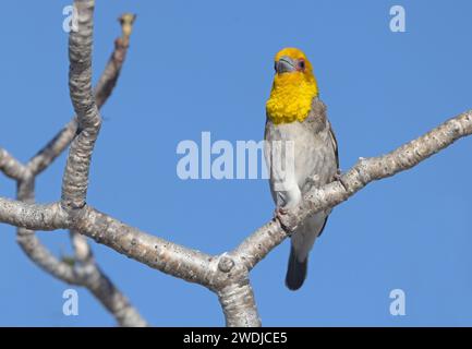 Sakalava Weaver, Anakao, Madagascar, novembre 2023 Foto Stock