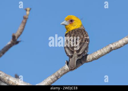 Sakalava Weaver, Anakao, Madagascar, novembre 2023 Foto Stock