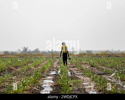 ANIE, Togo. 14 gennaio 2024. Un abitante del villaggio cammina in un campo di canna da zucchero vicino a un canale di irrigazione ad Anie, Togo, 14 gennaio 2024. Un sistema di irrigazione e un bacino idrico, entrambi parte del progetto della fabbrica di zucchero seno, garantiscono un'abbondante fornitura d'acqua per la coltivazione della canna da zucchero della fabbrica ed estendono i loro benefici alla fiorente comunità di Anie. Come progetto di sviluppo collaborativo tra Cina e Togo, la fabbrica di zucchero seno è stata formalmente consegnata al governo del Togo nel 1987. Crediti: Li Yahui/Xinhua/Alamy Live News Foto Stock