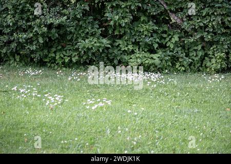 Piccoli fiori bianchi in erba verde su uno sfondo di cespugli verdi Foto Stock