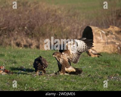 Buzzard comune, Buteo buteo, due uccelli che combattono a terra, Northamptonshire, gennaio 2024 Foto Stock