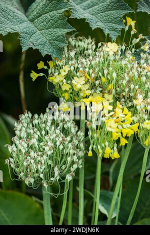 Fiori e teste di semi di primula florindae o allium o brassica su gambo lungo con piccoli 5 petali gialli con grandi foglie increspate con punte Foto Stock