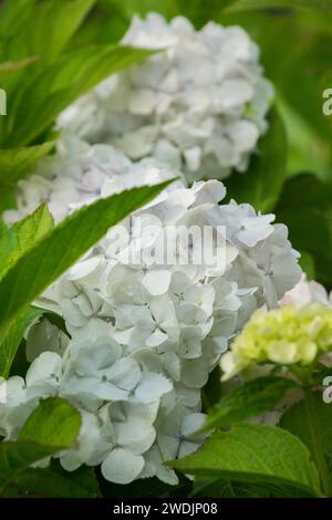 Cappellino in pizzo ortensie bianche (Hydrangea macrophylla) in piena fioritura Foto Stock