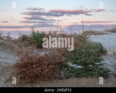 Alberi di Natale usati riciclati come protezione contro l'erosione della sabbia delle dune Foto Stock