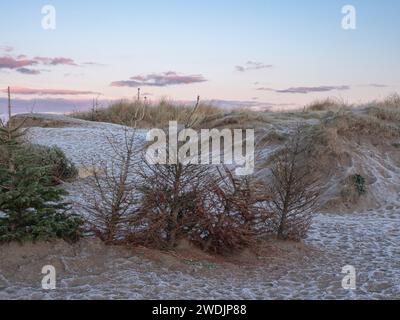 Alberi di Natale usati riciclati come protezione contro l'erosione della sabbia delle dune Foto Stock