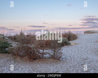 Alberi di Natale usati riciclati come protezione contro l'erosione della sabbia delle dune Foto Stock