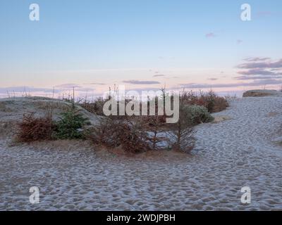 Alberi di Natale usati riciclati come protezione contro l'erosione della sabbia delle dune Foto Stock