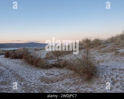 Alberi di Natale usati riciclati come protezione contro l'erosione della sabbia delle dune Foto Stock