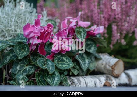 Tipica composizione floreale tedesca con ciclamino su una tomba. Foto Stock