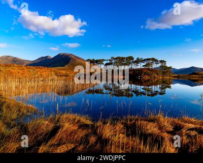 Pine Island sul lago Derryclare, Connemara, Contea di Galway, Irlanda Foto Stock