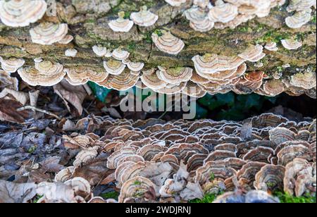 Turkey Tail fungi Byron's Pool LNR Cambridge Foto Stock