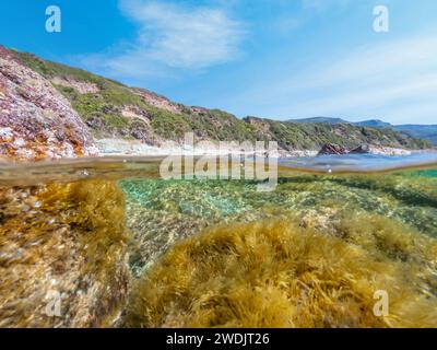 Vista subacquea di Spalato su rocce e alghe marine nella spiaggia la speranza. Sardegna, Italia Foto Stock