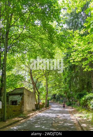 Ragazza che cammina nella foresta di San Leonardo sotto alti alberi. Sardegna, Italia Foto Stock