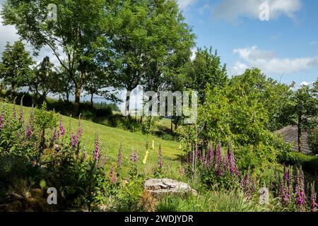 Foxgloves digitalis Purpurea cresce in un giardino selvaggio con meli e ceppi di alberi, in un giardino ripido a Garrigill, North Pennines, Cumbria Foto Stock