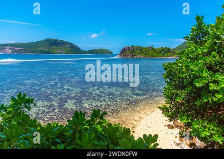 Barriera corallina ad Anse l'islette. Isola di Mahe, Seychelles Foto Stock