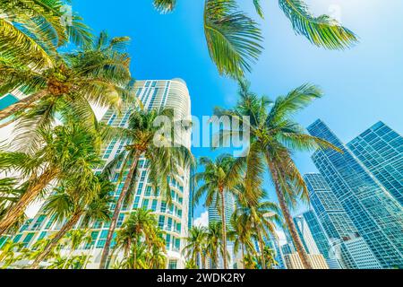 Palme da cocco e grattacieli nel centro di Miami, Stati Uniti Foto Stock
