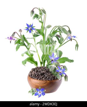 Semi di borragine con fiori in ciotola di legno, isolati su sfondo bianco. Borago officinalis semi e fiori. Foto Stock