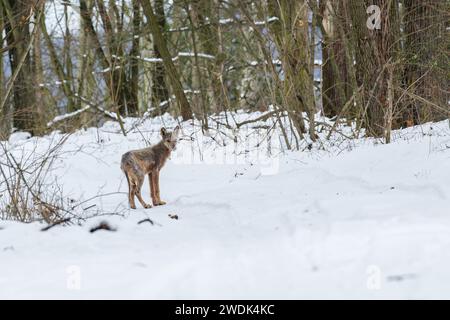 Una vista triste, un giovane lupo segnato da una mangia in inverno Foto Stock