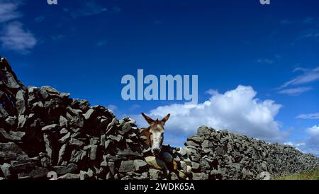 Asino su un muro di pietra secca, Inishmore, Isole Aran, Contea di Galway, Irlanda Foto Stock