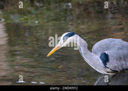 Nei tranquilli dintorni dei Giardini Botanici nazionali d'Irlanda, l'elegante Heron grigio (Ardea cinerea) si erge alto, un maestoso osservatorio sentinella Foto Stock